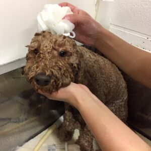 シャンプートイプー