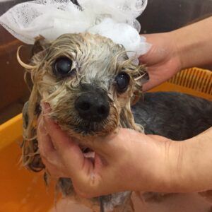 シャンプーヨーキー