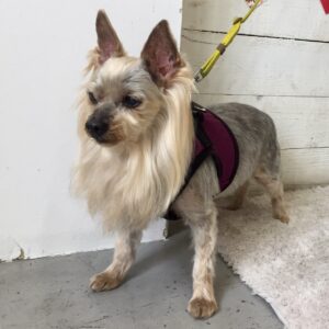 仕上がりヨーキー