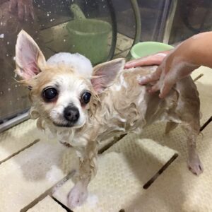 シャンプーチワワ