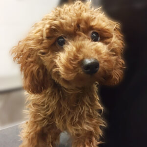 よろしくトイプー