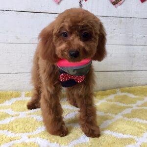 仕上がりトイプー