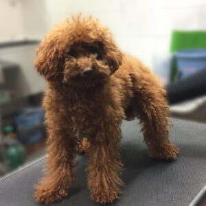 よろしくトイプー