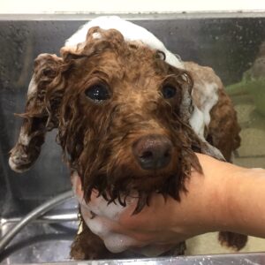 シャンプートイプー