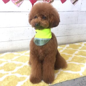 仕上がりトイプー