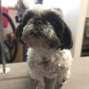 よろしくシーズー