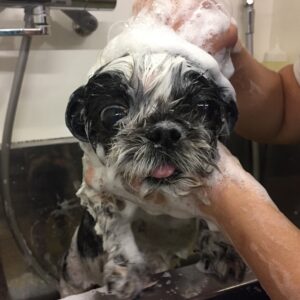 シャンプーシーズー