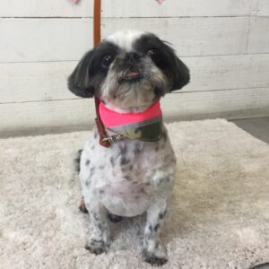 仕上がりシーズー