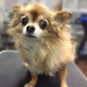 よろしくチワワ