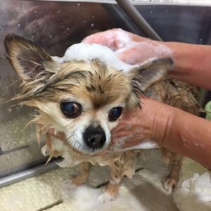 シャンプーチワワ