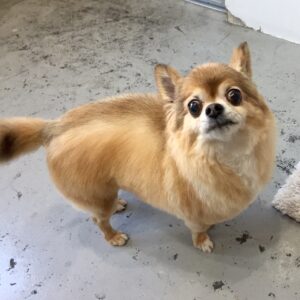 仕上がりチワワ