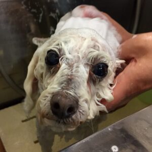 シャンプートイプー