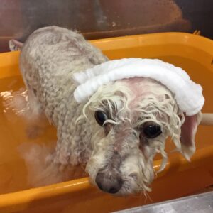 お風呂トイプー