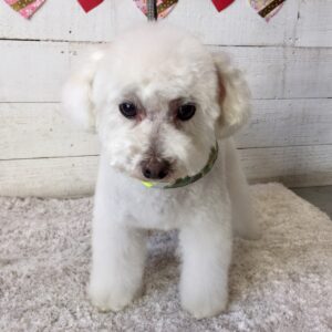 仕上がりトイプー