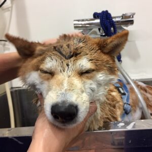 シャンプーしば