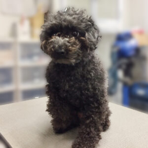 よろしくトイプー