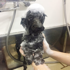 シャンプートイプー