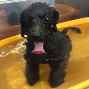 お風呂トイプー