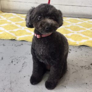 仕上がりトイプー