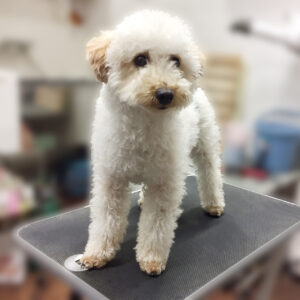 よろしくトイプー