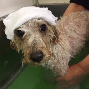 お風呂トイプー