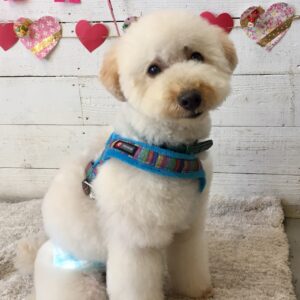 仕上がりトイプー