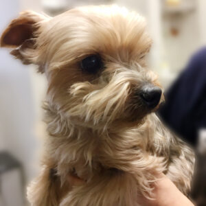 よろしくヨーキー