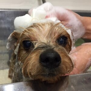 シャンプーヨーキー