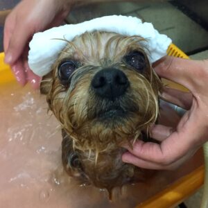 お風呂ヨーキー