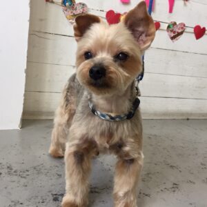 仕上がりヨーキー