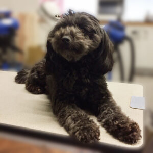 よろしくミックス