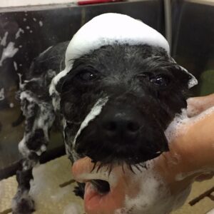 シャンプーミックス