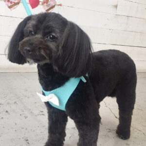 仕上がりミックス