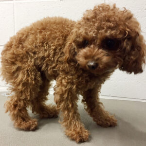 よろしくトイプー