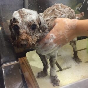 シャンプートイプー