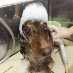 シャンプーダックス