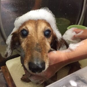 シャンプーダックス