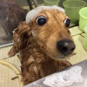 シャンプーダックス