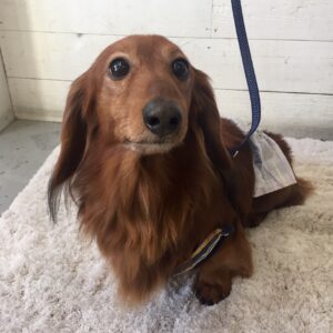 仕上がりダックス