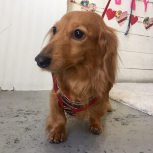 仕上がりダックス