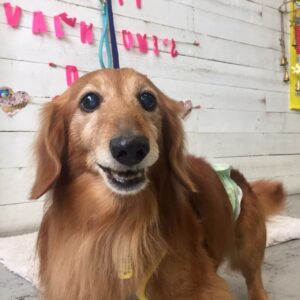 仕上がりダックス