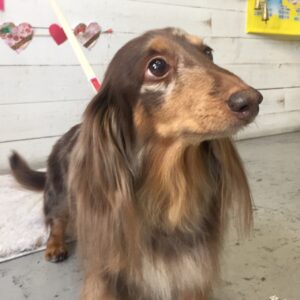 仕上がりダックス