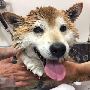 シャンプーしば