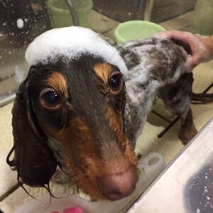 シャンプーダックス