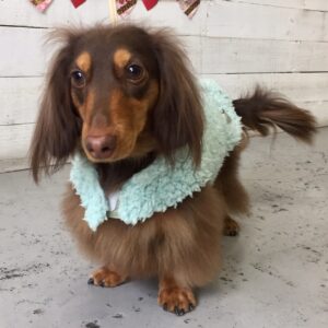 仕上がりダックス