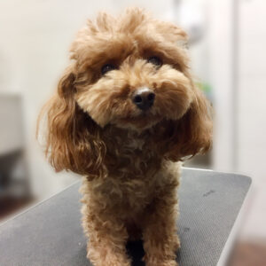 よろしくトイプー