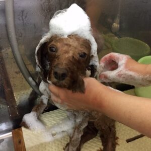 シャンプートイプー