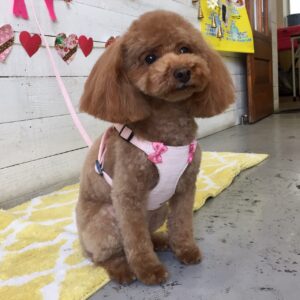 仕上がりトイプー