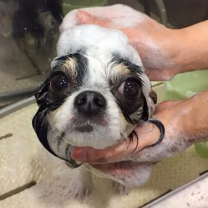 シャンプーチワワ