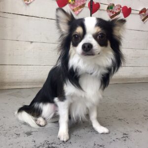 仕上がりチワワ